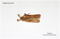 藏品(尖翅蛾科)的圖片